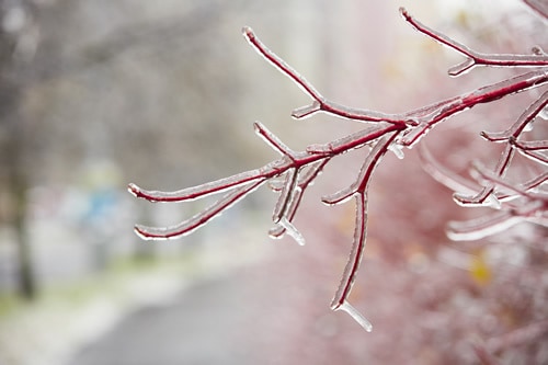 icy branch