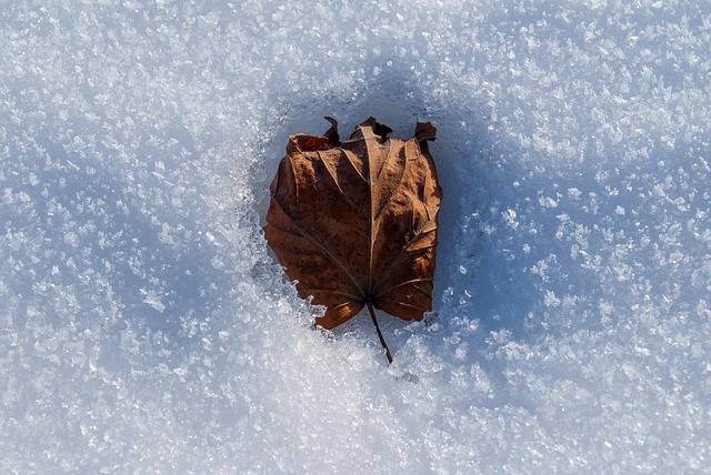 Leaf melting a hole in the snow